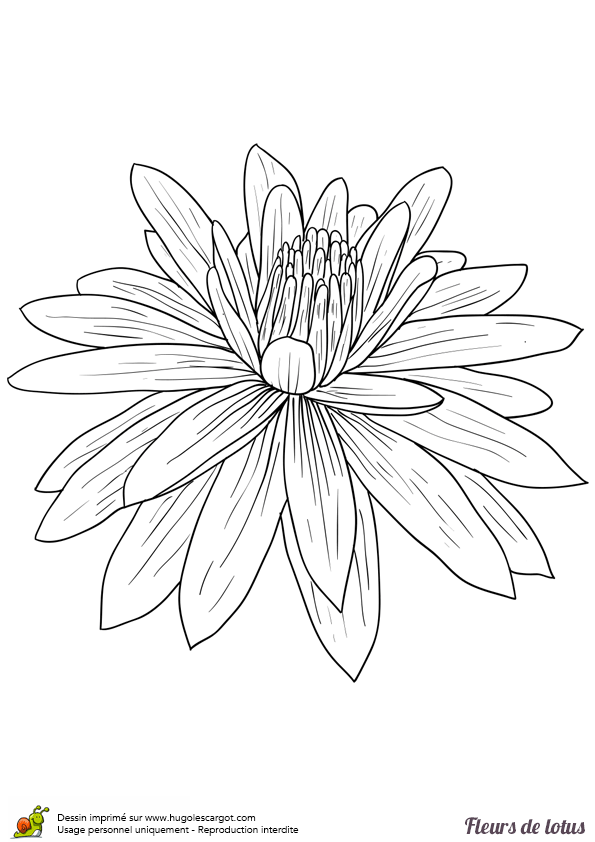 Fleur dessin facile