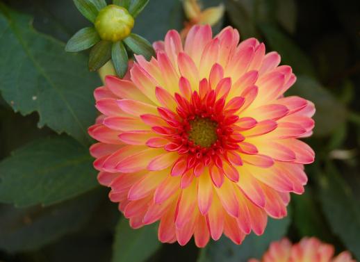 Photo de fleurs d'été