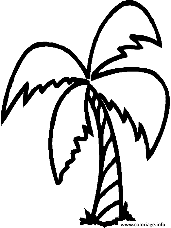 Dessin d un palmier