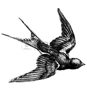 Tatouage oiseau dessin
