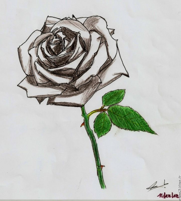 Rose dessin noir et blanc