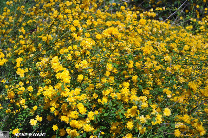 Arbuste à fleurs jaunes