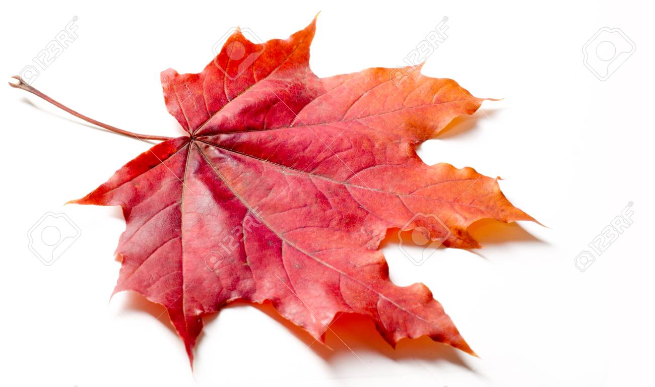Images feuilles d'automne
