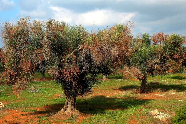 Maladie de l olivier photo