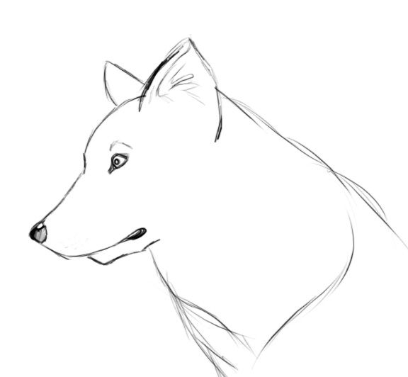 Comment dessiner un loup