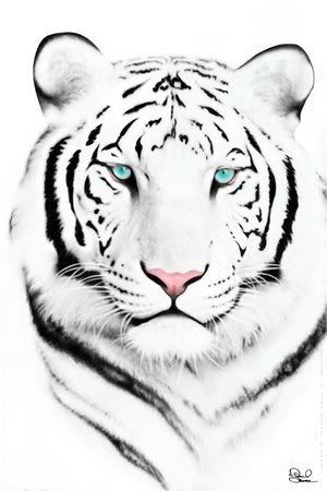 Tigre blanc dessin