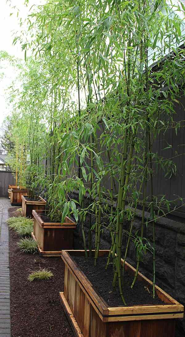 Haie de bambou en bac