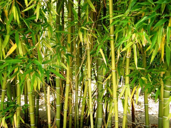 Photo de bambou