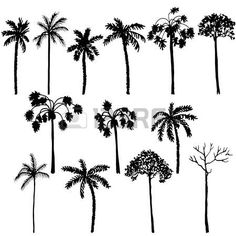 Dessin de palmier
