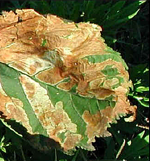 Maladie hortensia tache brune