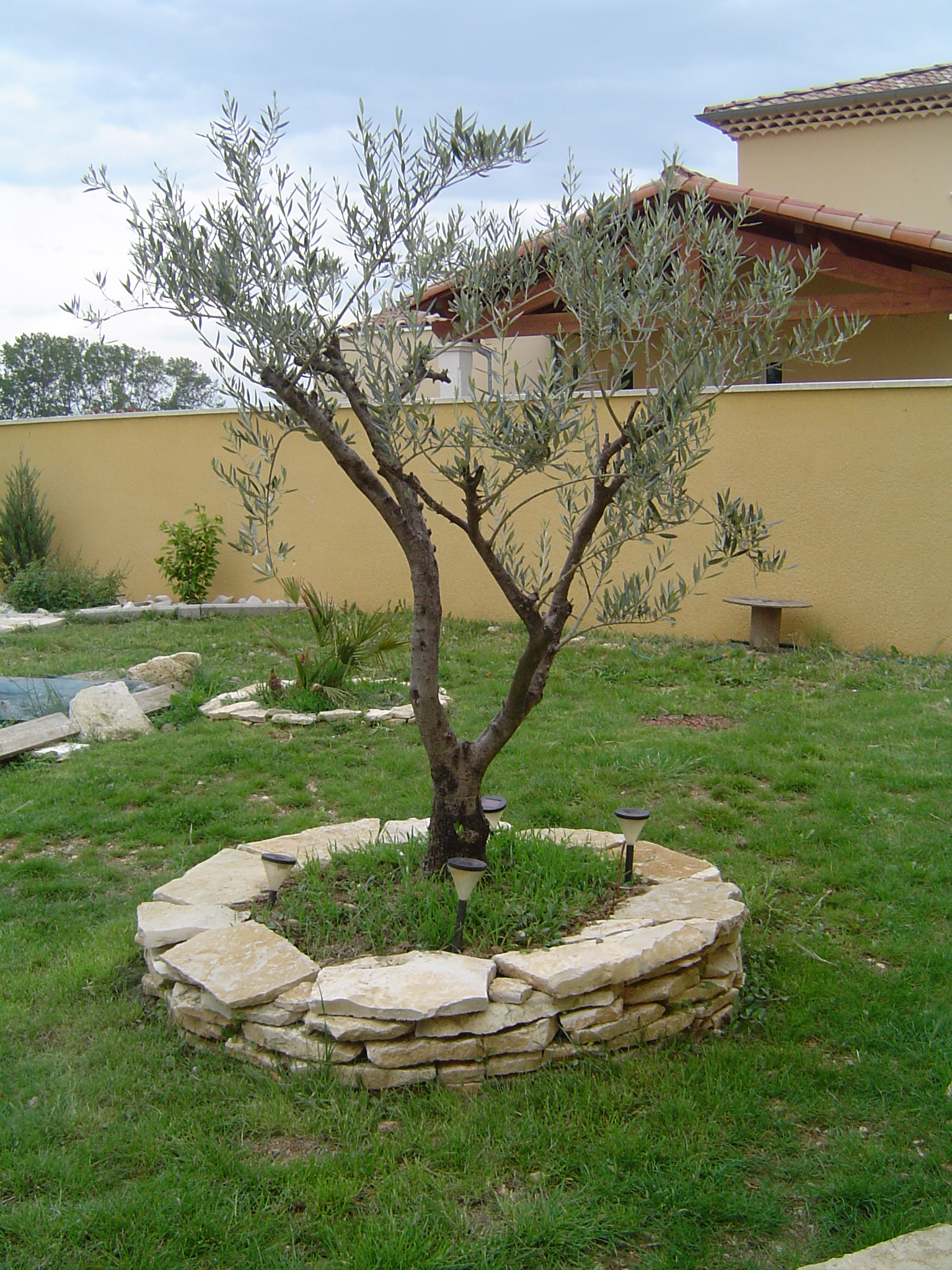 Décoration autour d un olivier
