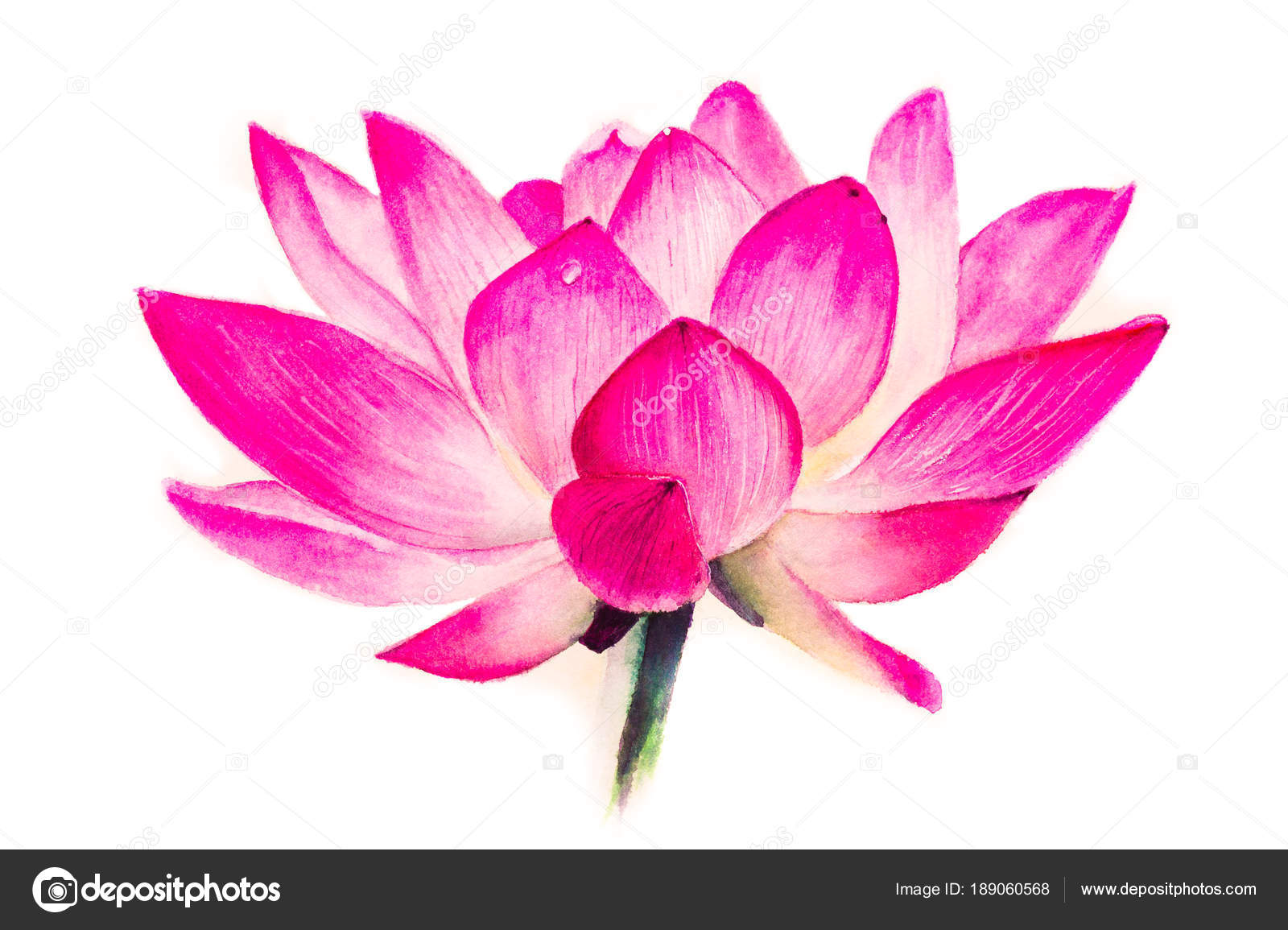 Fleur de lotus dessin