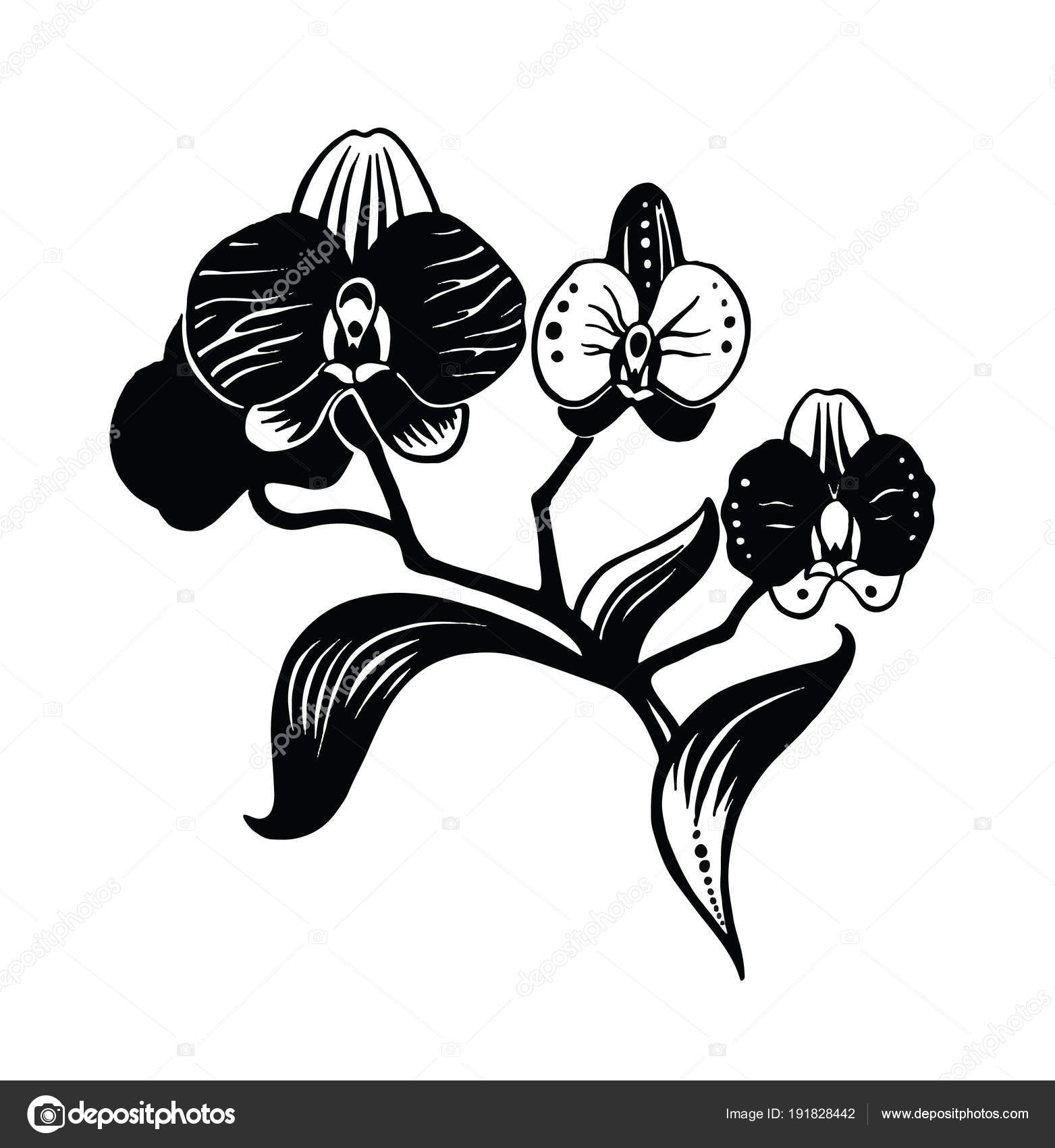 Dessin d'orchidée pour tatouage