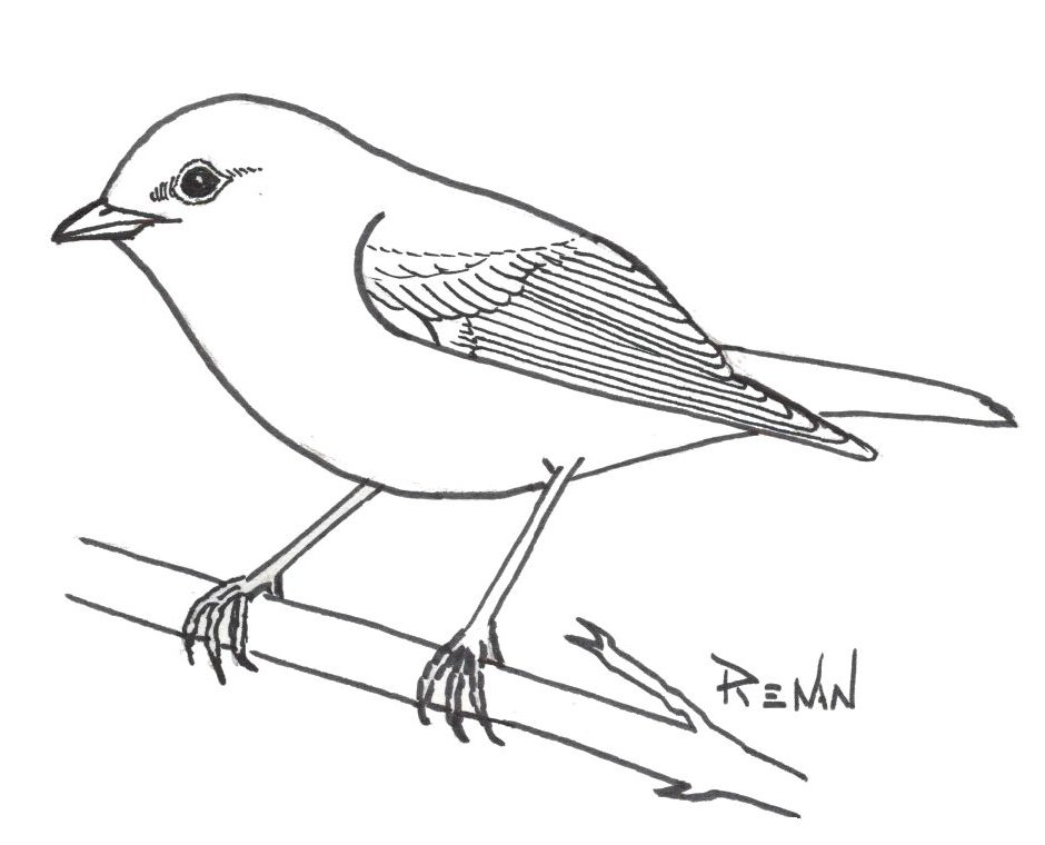 Oiseau dessin simple