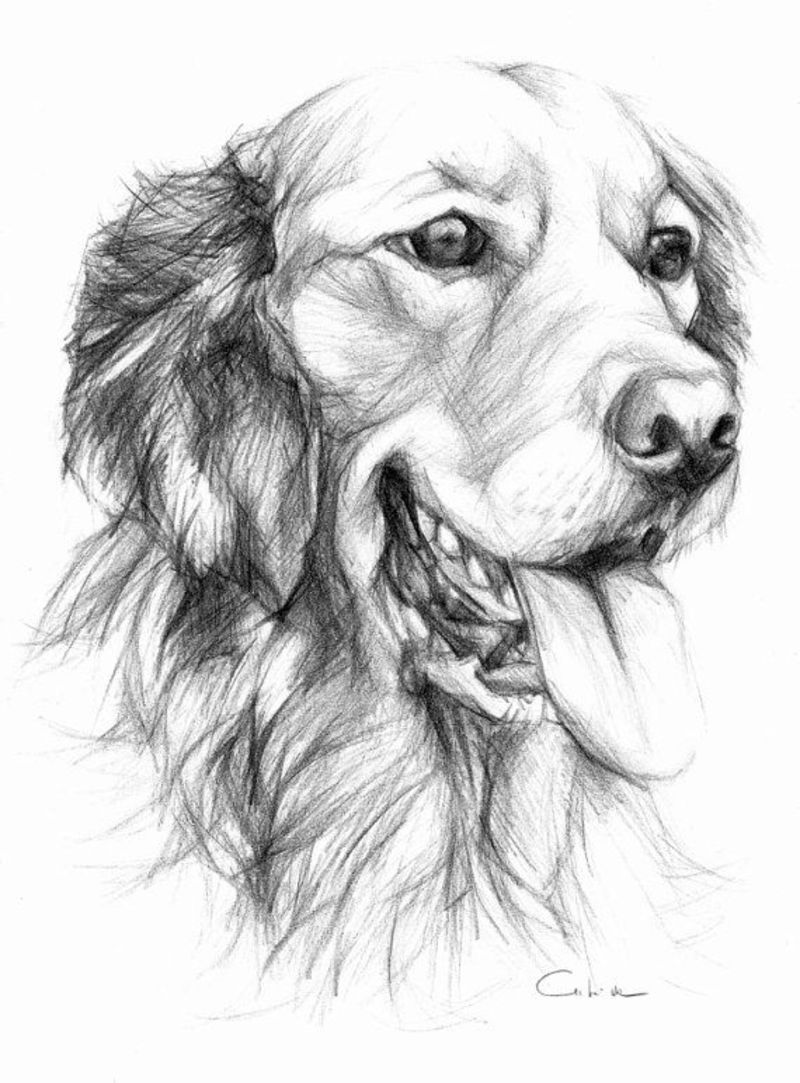 Chien Dessin Réaliste Facile  Comment dessiner un croquis de chien