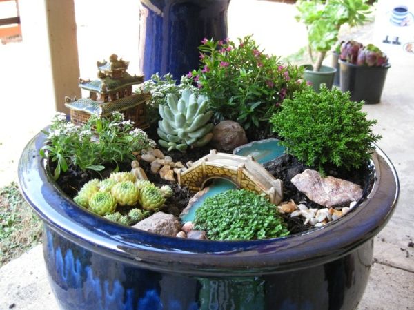 Jardin japonais miniature cactus