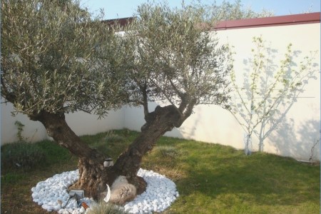 Decoration autour d'un olivier