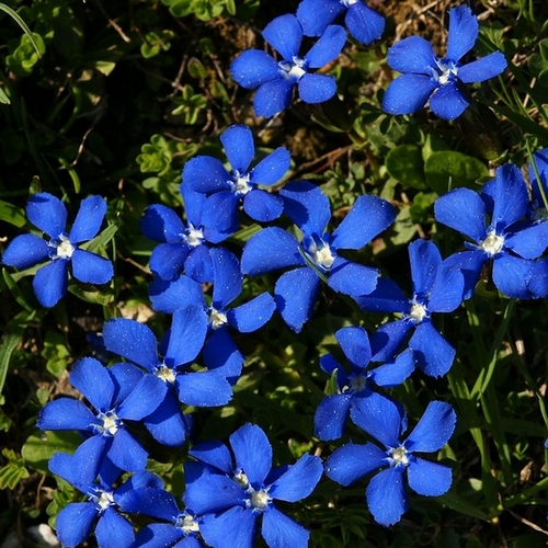 Fleur bleue liste