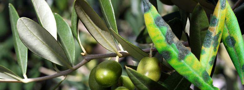 Maladie de l olivier photo