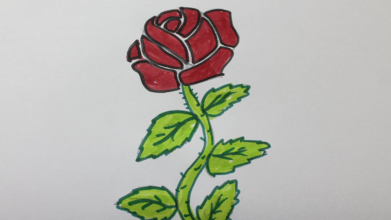 Rose en dessin
