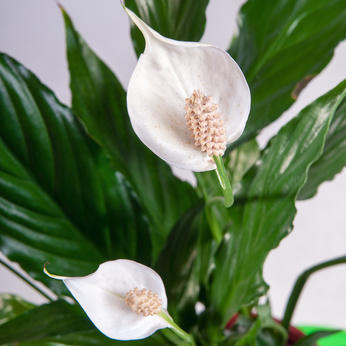 Plante verte avec fleur blanche