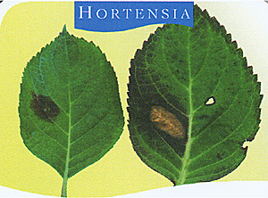 Maladie hortensia tache brune